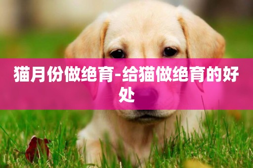 貓月份做絕育-給貓做絕育的好處