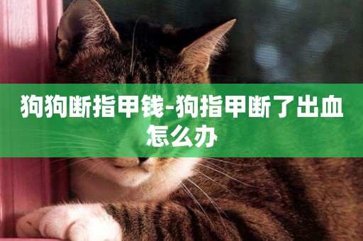狗狗斷指甲錢-狗指甲斷了出血怎么辦