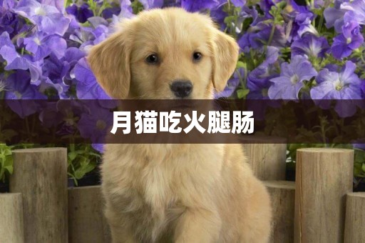 月貓吃火腿腸