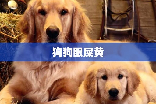 狗狗眼屎黃