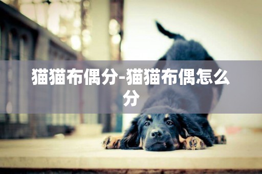 貓貓布偶分-貓貓布偶怎么分