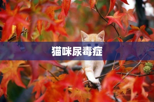 貓咪尿毒癥