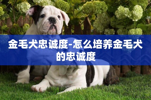 金毛犬忠誠度-怎么培養金毛犬的忠誠度