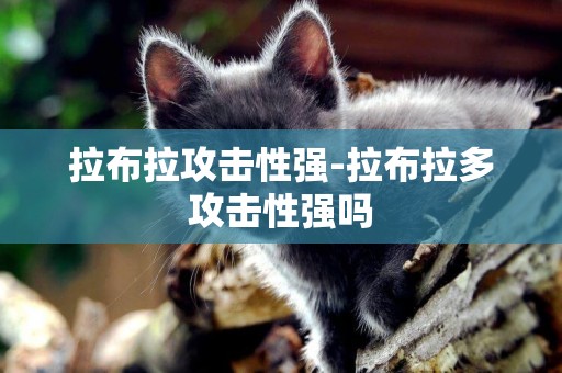 拉布拉攻擊性強-拉布拉多攻擊性強嗎
