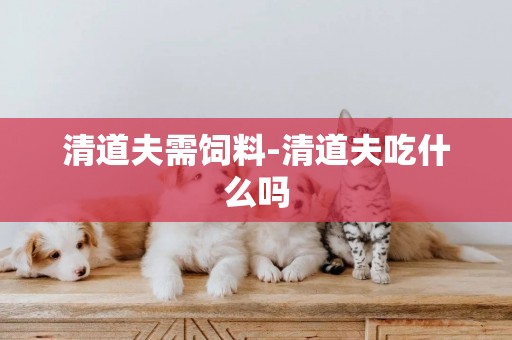 清道夫需飼料-清道夫吃什么嗎