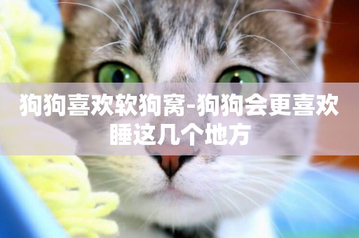 狗狗喜歡軟狗窩-狗狗會更喜歡睡這幾個地方