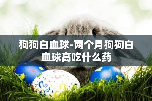 狗狗白血球-兩個月狗狗白血球高吃什么藥