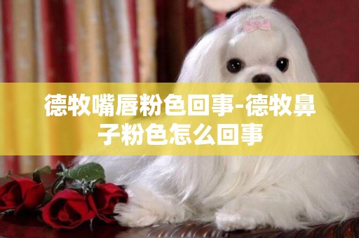 德牧嘴唇粉色回事-德牧鼻子粉色怎么回事