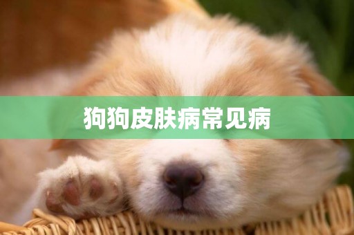 狗狗皮膚病常見病