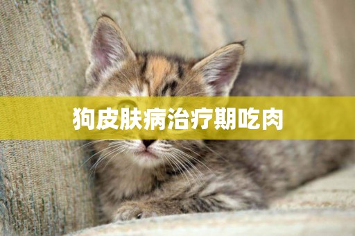 狗皮膚病治療期吃肉