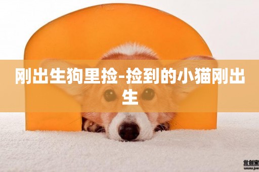 剛出生狗里撿-撿到的小貓剛出生