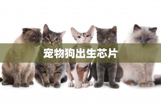 寵物狗出生芯片