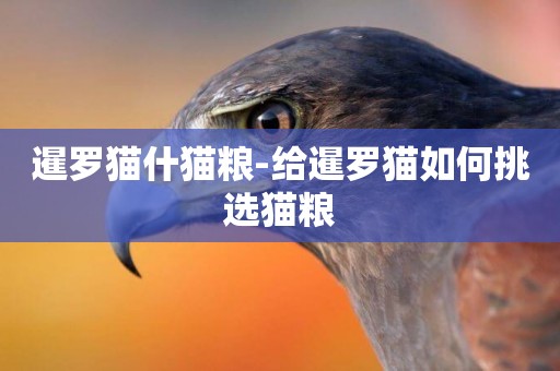 暹羅貓什貓糧-給暹羅貓如何挑選貓糧