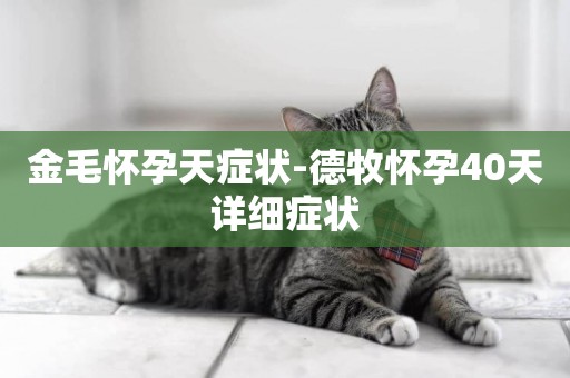 金毛懷孕天癥狀-德牧懷孕40天詳細癥狀