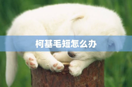 柯基毛短怎么辦