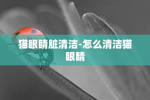 貓眼睛臟清潔-怎么清潔貓眼睛