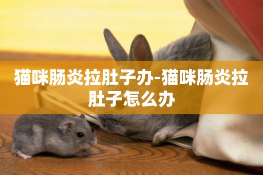 貓咪腸炎拉肚子辦-貓咪腸炎拉肚子怎么辦