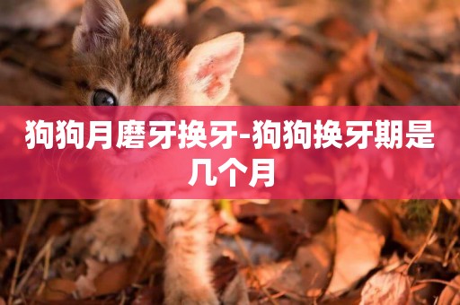 狗狗月磨牙換牙-狗狗換牙期是幾個月