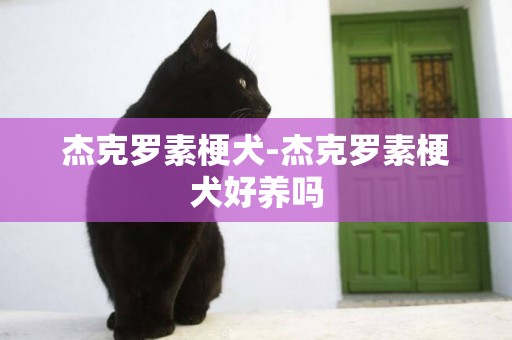 杰克羅素梗犬-杰克羅素梗犬好養嗎