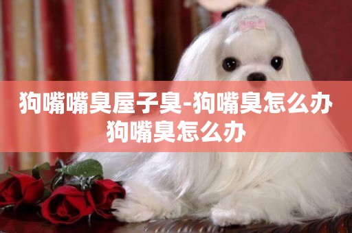 狗嘴嘴臭屋子臭-狗嘴臭怎么辦狗嘴臭怎么辦