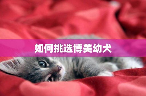如何挑選博美幼犬