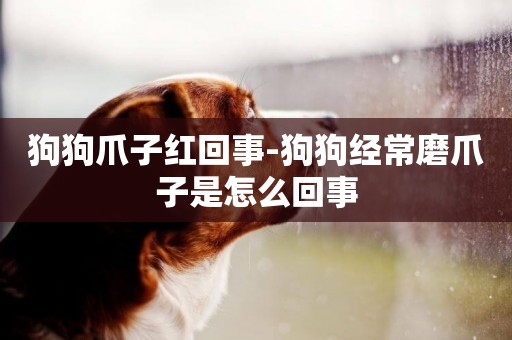 狗狗爪子紅回事-狗狗經常磨爪子是怎么回事