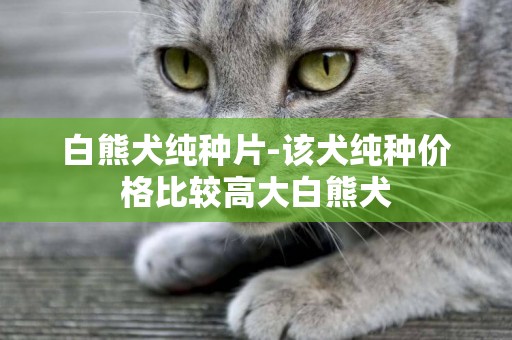 白熊犬純種片-該犬純種價格比較高大白熊犬