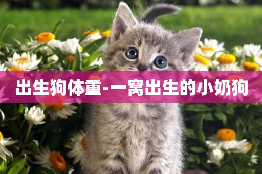 出生狗體重-一窩出生的小奶狗