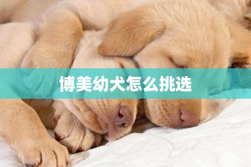 博美幼犬怎么挑選