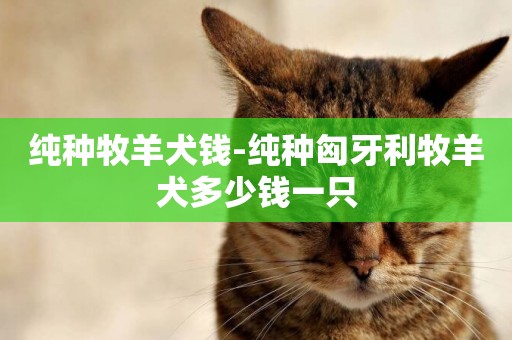 純種牧羊犬錢-純種匈牙利牧羊犬多少錢一只