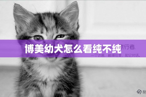博美幼犬怎么看純不純