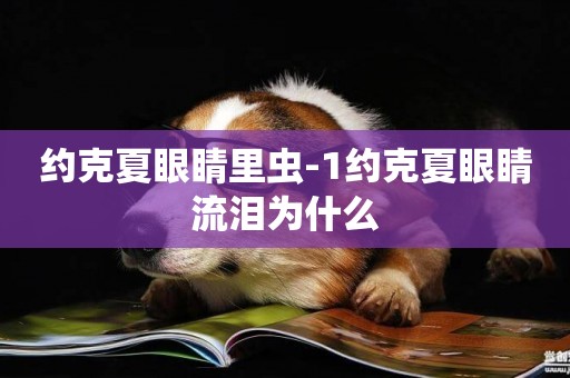 約克夏眼睛里蟲-1約克夏眼睛流淚為什么