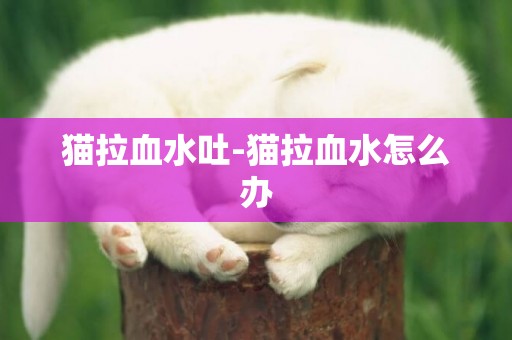 貓拉血水吐-貓拉血水怎么辦
