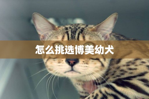 怎么挑選博美幼犬