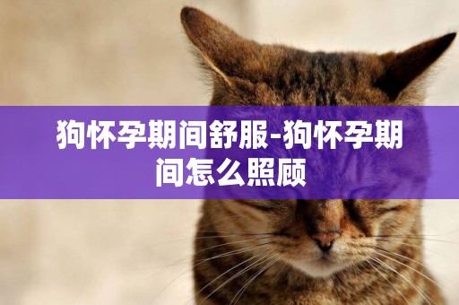 狗懷孕期間舒服-狗懷孕期間怎么照顧