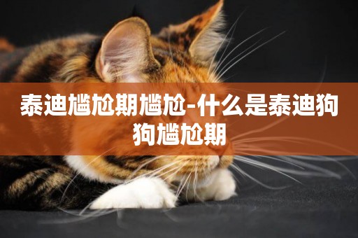 泰迪尷尬期尷尬-什么是泰迪狗狗尷尬期