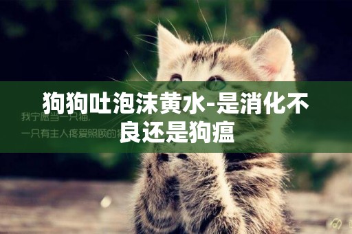 狗狗吐泡沫黃水-是消化不良還是狗瘟