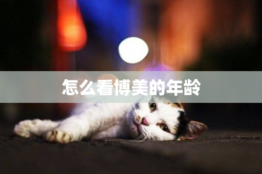 怎么看博美的年齡
