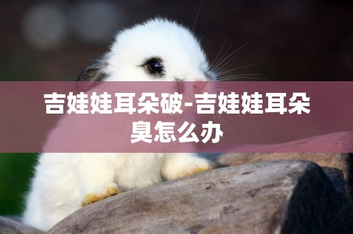 吉娃娃耳朵破-吉娃娃耳朵臭怎么辦