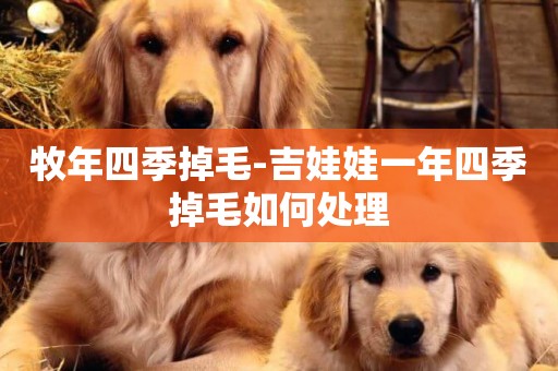 牧年四季掉毛-吉娃娃一年四季掉毛如何處理