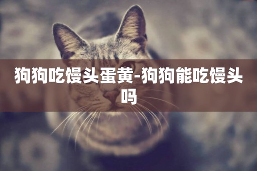 狗狗吃饅頭蛋黃-狗狗能吃饅頭嗎