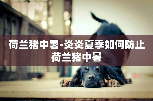 荷蘭豬中暑-炎炎夏季如何防止荷蘭豬中暑