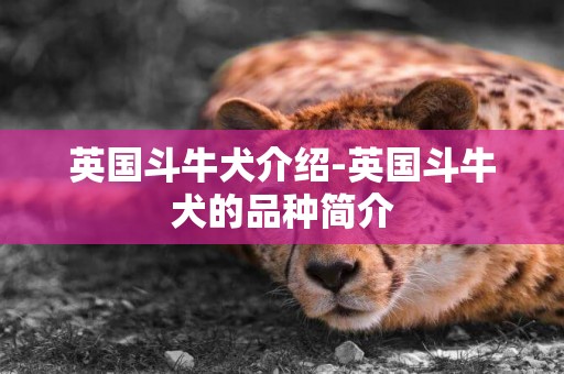 英國斗牛犬介紹-英國斗牛犬的品種簡介