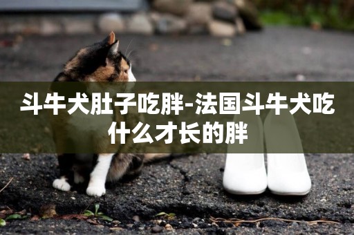 斗牛犬肚子吃胖-法國斗牛犬吃什么才長的胖