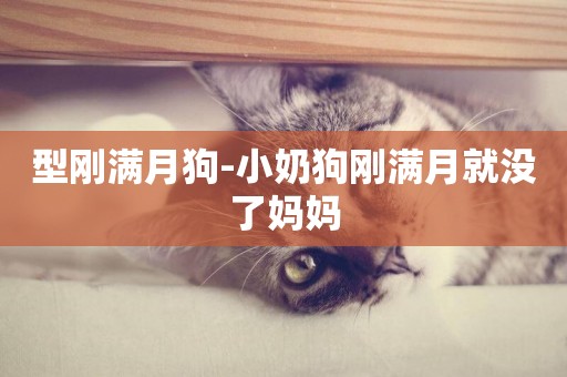 型剛滿月狗-小奶狗剛滿月就沒了媽媽