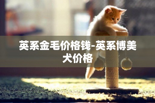 英系金毛價格錢-英系博美犬價格