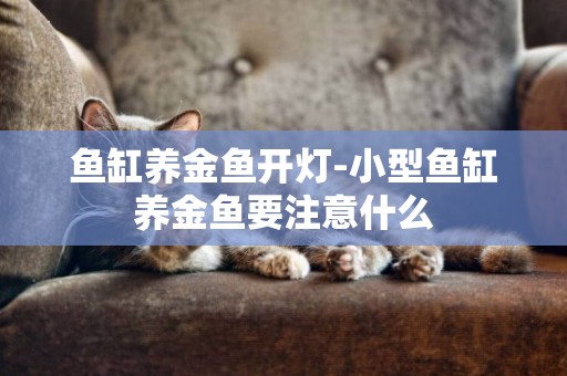 魚缸養金魚開燈-小型魚缸養金魚要注意什么