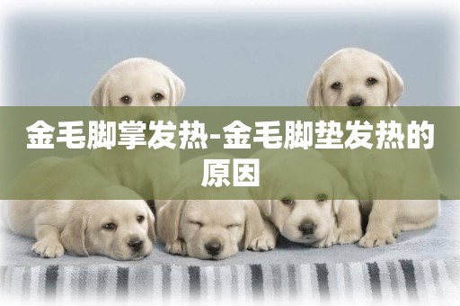 金毛腳掌發熱-金毛腳墊發熱的原因