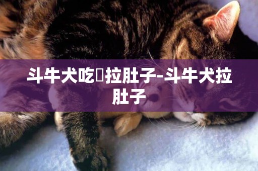 斗牛犬吃會拉肚子-斗牛犬拉肚子