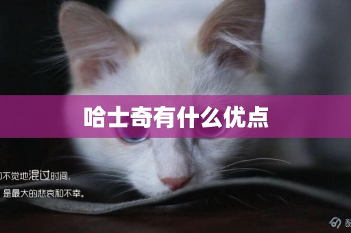 哈士奇有什么優點
